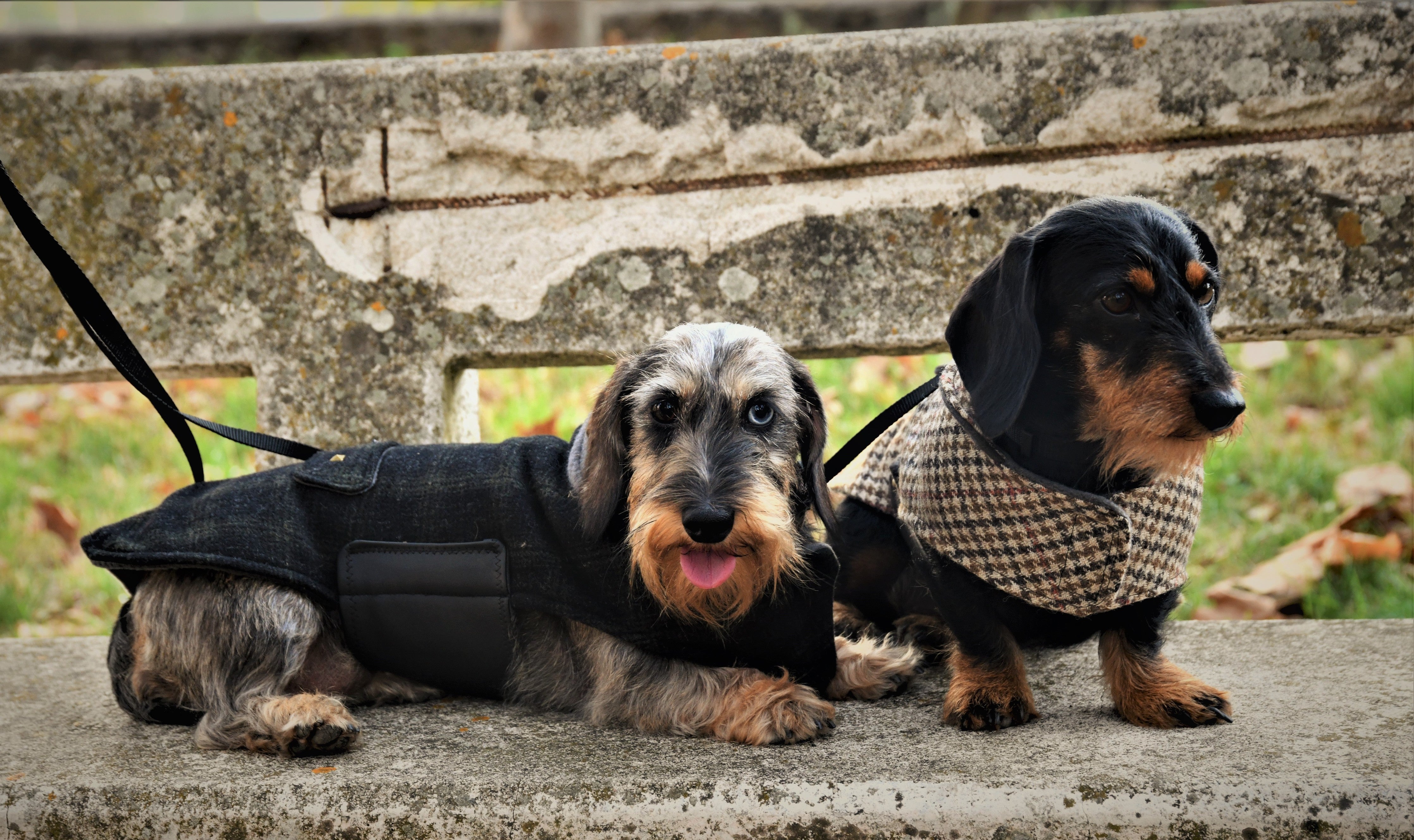 [tailoring] for dachshunds