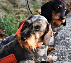 Tekna Camouflage Orange-Coat-LegionDachsDogApparel