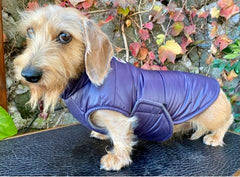 Himalayan-Coat-LegionDachsDogApparel