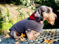 Smoke-coat-LegionDachsDogApparel