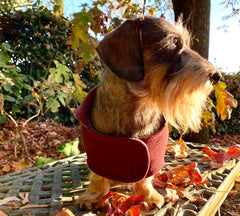 Raspberry-Coat-LegionDachsDogApparel