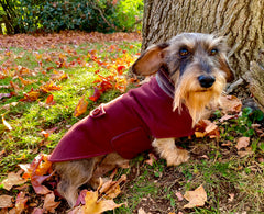 Raspberry-Coat-LegionDachsDogApparel