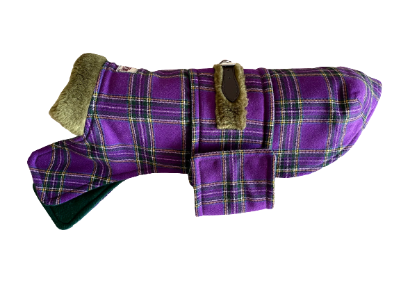 Purple Tartan-Coat-dachshund