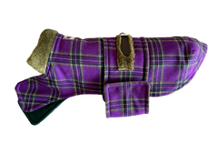 Purple Tartan-Coat-dachshund