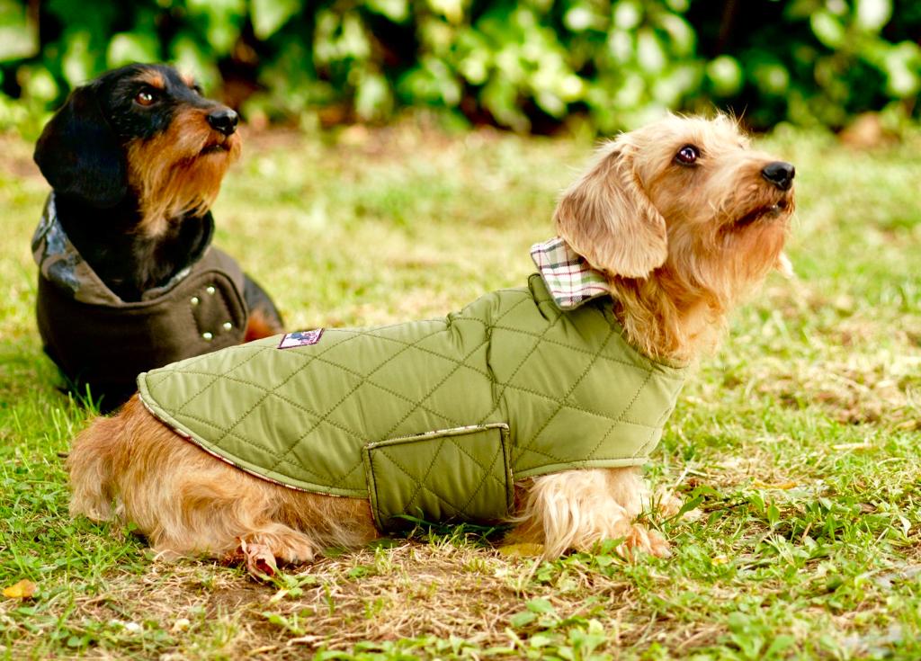 Eskimo Green-Coat-LegionDachsDogApparel