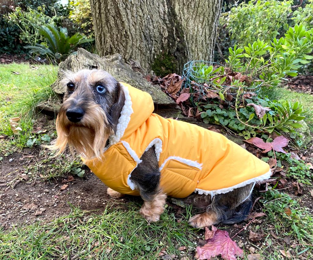 Dachshund Clothes Dachshund Camo Shirt IVDD Zip-up Dachshund